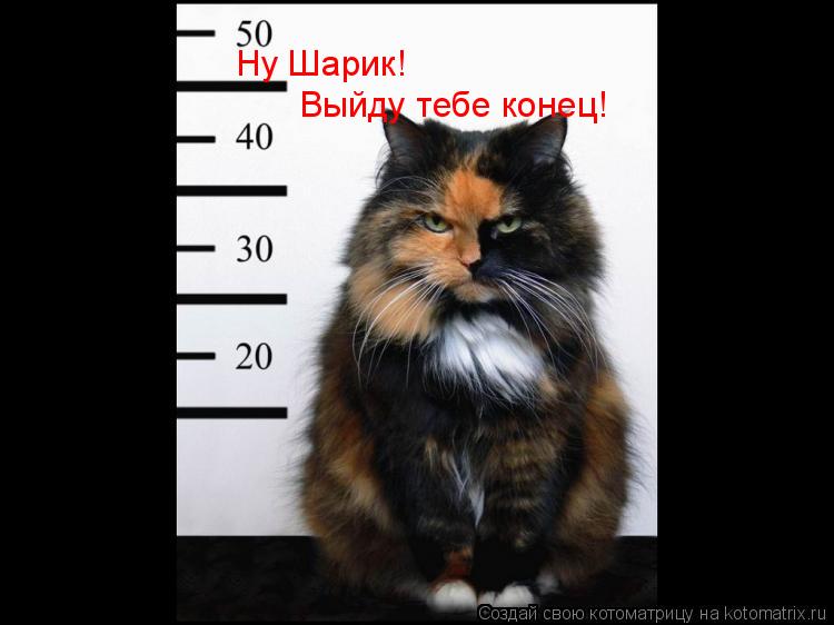 Ну Шарик! Выйду тебе конец!... Котоматрица: Ну Шарик! Выйду тебе конец!