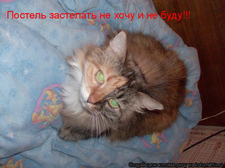 Постель застелать не хочу и не буду!!!... Котоматрица: Постель застелать не хочу и не буду!!!