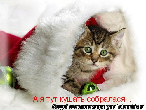 А я тут кушать собралася...... Котоматрица: А я тут кушать собралася...