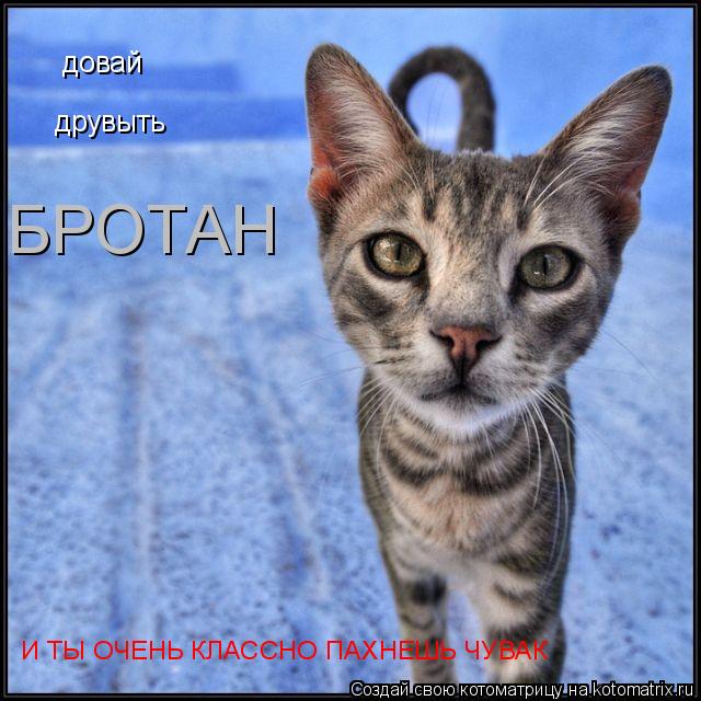 довай друвыть БРОТАН И ТЫ ОЧЕНЬ КЛАССНО ПАХНЕШЬ ЧУВАК... Котоматрица: довай друвыть БРОТАН И ТЫ ОЧЕНЬ КЛАССНО ПАХНЕШЬ ЧУВАК