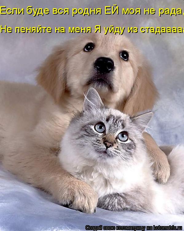 Если буде вся родня ЕЙ моя не рада, Не пеняйте на меня Я уйду из стадааааа... Котоматрица: Если буде вся родня ЕЙ моя не рада, Не пеняйте на меня Я уйду из стадааааа
