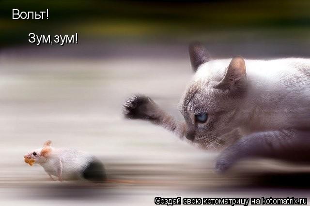 Вольт! Зум,зум!... Котоматрица: Вольт! Зум,зум!