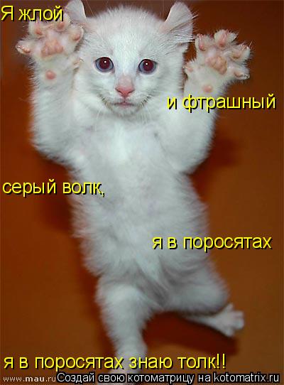 Я жлой серый волк, я в поросятах я в поросятах знаю толк!! и фтрашный... Котоматрица: Я жлой серый волк, я в поросятах я в поросятах знаю толк!! и фтрашный