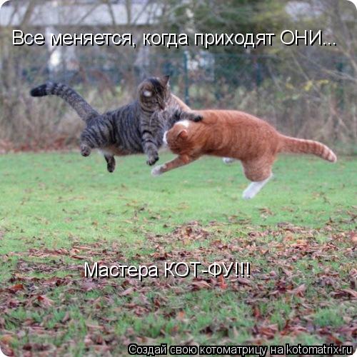 Котоматрица: Все меняется, когда приходят ОНИ... Мастера КОТ-ФУ!!!