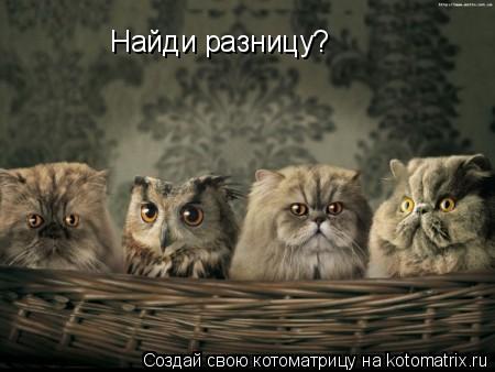 Найди разницу?... Котоматрица: Найди разницу?