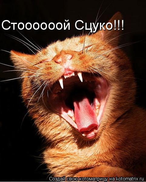 Стоооооой Сцуко!!!... Котоматрица: Стоооооой Сцуко!!!