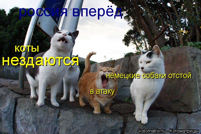 в атаку россия вперёд коты нездаются немецкие собаки отстой... Котоматрица: в атаку россия вперёд коты нездаются немецкие собаки отстой
