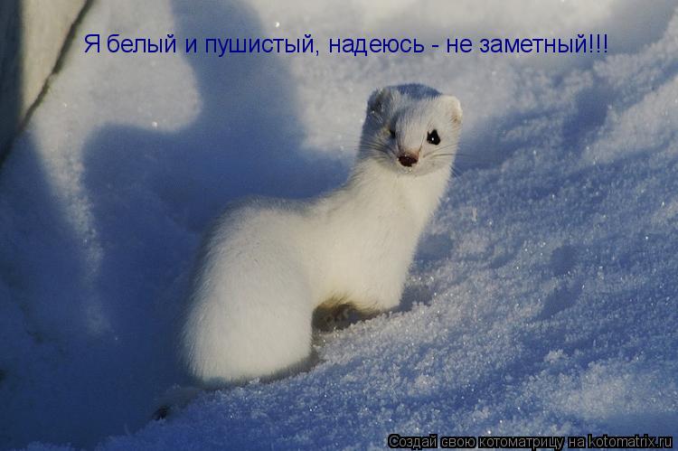 Я белый и пушистый, надеюсь - не заметный!!!... Котоматрица: Я белый и пушистый, надеюсь - не заметный!!!