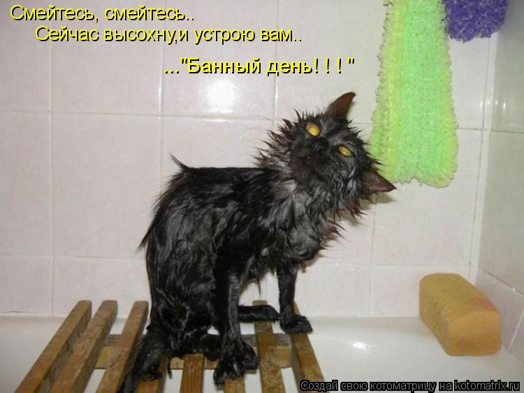 Смейтесь, смейтесь.. Сейчас высохну,и устрою вам.. ..."Банный день! ! ! "... Котоматрица: Смейтесь, смейтесь.. Сейчас высохну,и устрою вам.. ..."Банный день! ! ! "