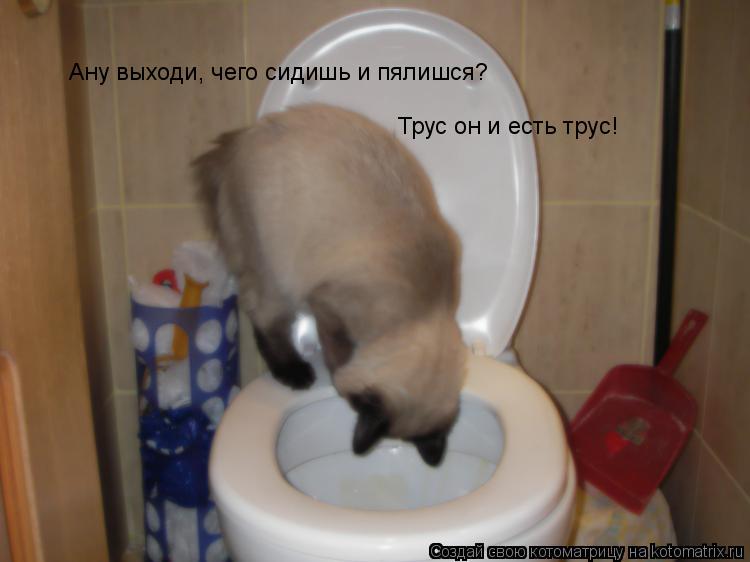 Ану выходи, чего сидишь и пялишся? Трус он и есть трус!... Котоматрица: Ану выходи, чего сидишь и пялишся? Трус он и есть трус!