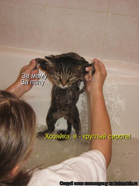 Хозяйка, я - круглый сирота! За маму За папу ...... Котоматрица: Хозяйка, я - круглый сирота! За маму За папу ...