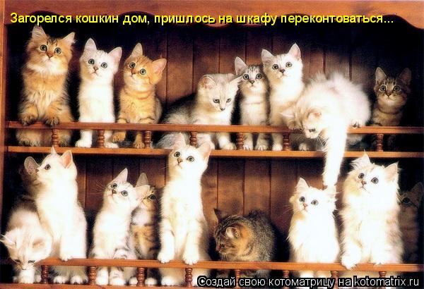 Котоматрица: Загорелся кошкин дом, пришлось на шкафу переконтоваться...