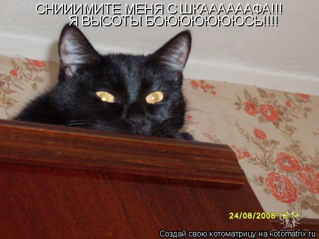 СНИИИМИТЕ МЕНЯ С ШКААААААФА!!! Я ВЫСОТЫ БОЮЮЮЮЮЮСЬ!!!!... Котоматрица: СНИИИМИТЕ МЕНЯ С ШКААААААФА!!! Я ВЫСОТЫ БОЮЮЮЮЮЮСЬ!!!!