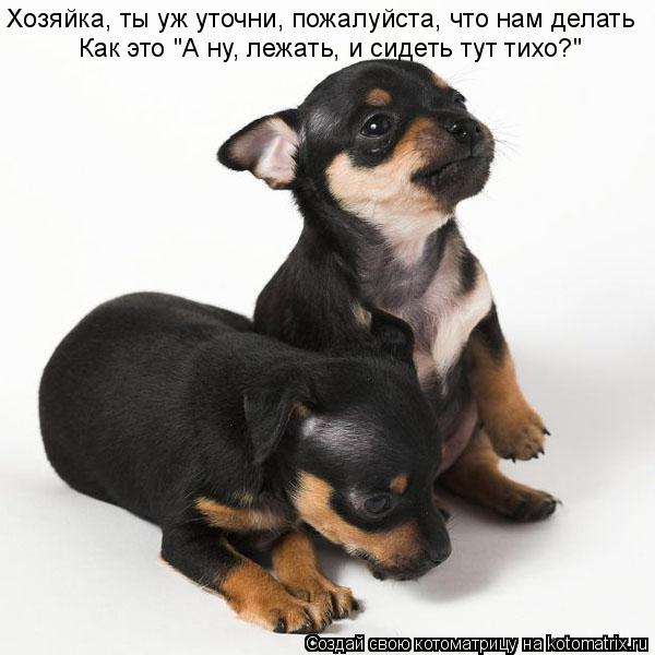 Как это "А ну, лежать, и сидеть тут тихо?" Хозяйка, ты уж уточни, пожалуйста, что нам делать... Котоматрица: Как это "А ну, лежать, и сидеть тут тихо?" Хозяйка, ты уж уточни, пожалуйста, что нам делать