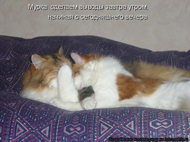 Мурка сделаем выводы завтра утром, начиная с сегодняшнего вечера... Котоматрица: Мурка сделаем выводы завтра утром, начиная с сегодняшнего вечера