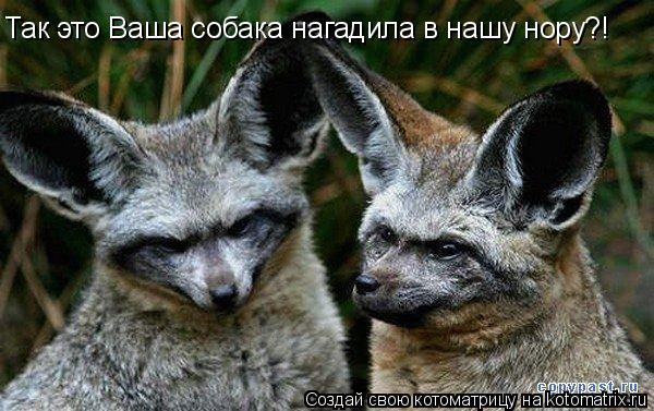 Так это Ваша собака нагадила в нашу нору?!... Котоматрица: Так это Ваша собака нагадила в нашу нору?!