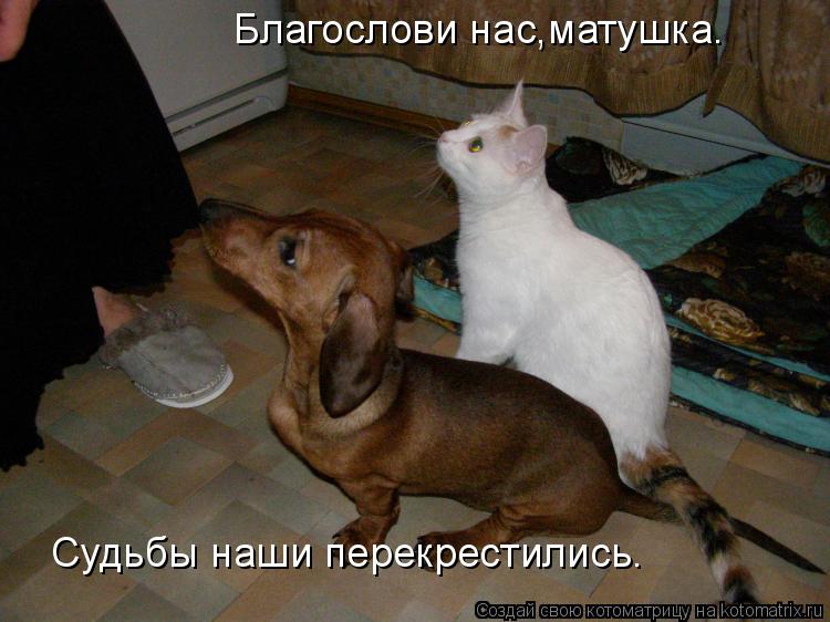 Благослови нас,матушка. Судьбы наши перекрестились.... Котоматрица: Благослови нас,матушка. Судьбы наши перекрестились.