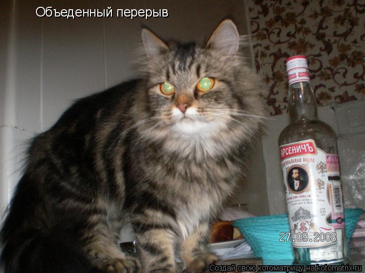 Объеденный перерыв... Котоматрица: Объеденный перерыв
