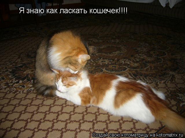 Я знаю как ласкать кошечек!!!!... Котоматрица: Я знаю как ласкать кошечек!!!!