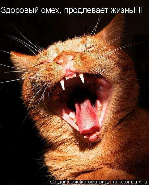 Здоровый смех, продлевает жизнь!!!!... Котоматрица: Здоровый смех, продлевает жизнь!!!!