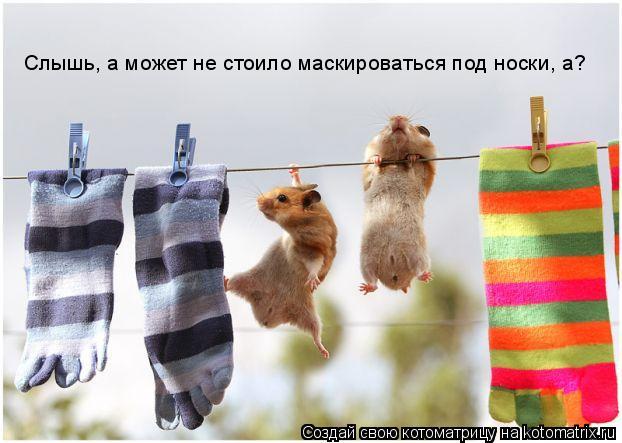 Слышь, а может не стоило маскироваться под носки, а?... Котоматрица: Слышь, а может не стоило маскироваться под носки, а?