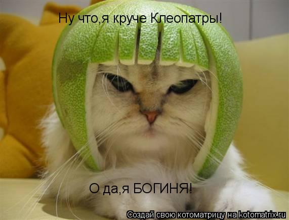 Ну что,я круче Клеопатры! О да,я БОГИНЯ!... Котоматрица: Ну что,я круче Клеопатры! О да,я БОГИНЯ!