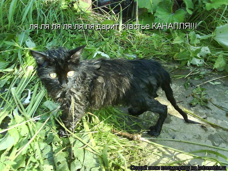 ля ля ля ля ля ля дарит счастье КАНАПЛЯ!!!... Котоматрица: ля ля ля ля ля ля дарит счастье КАНАПЛЯ!!!