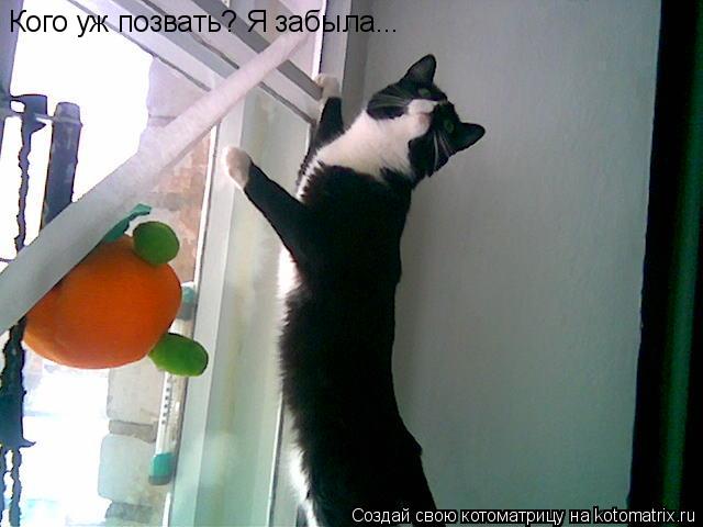 Кого уж позвать? Я забыла...... Котоматрица: Кого уж позвать? Я забыла...