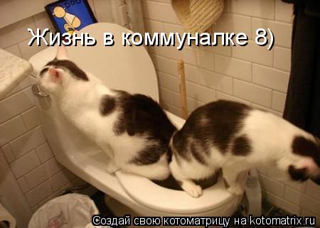 Жизнь в коммуналке 8)... Котоматрица: Жизнь в коммуналке 8)