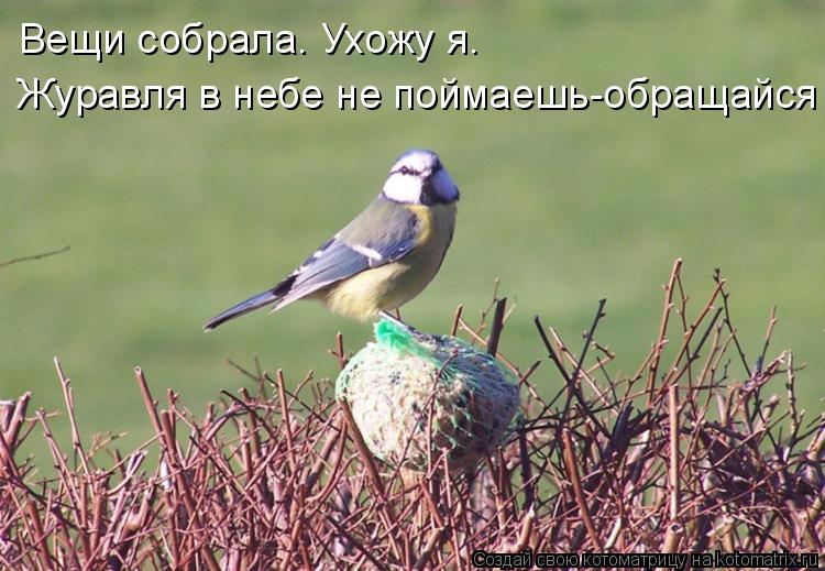 Журавля в небе не поймаешь-обращайся Вещи собрала. Ухожу я.... Котоматрица: Журавля в небе не поймаешь-обращайся Вещи собрала. Ухожу я.