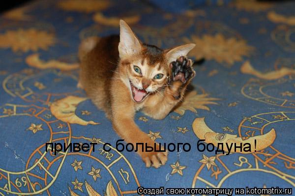 привет с большого бодуна!... Котоматрица: привет с большого бодуна!