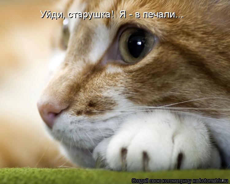 Уйди, старушка! Я - в печали...... Котоматрица: Уйди, старушка! Я - в печали...