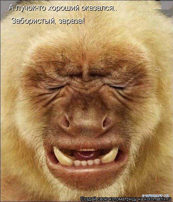 А лучок-то хороший оказался.. Забористый, зараза!... Котоматрица: А лучок-то хороший оказался.. Забористый, зараза!