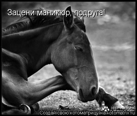 Зацени маникюр, подруга!... Котоматрица: Зацени маникюр, подруга!