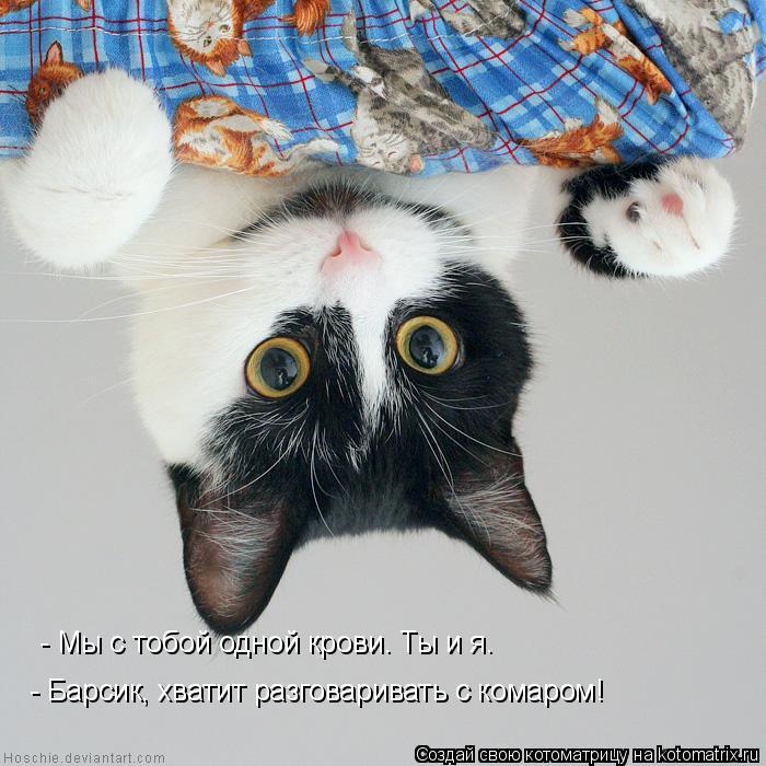 - Мы с тобой одной крови. Ты и я. - Барсик, хватит разговаривать с комаром!... Котоматрица: - Мы с тобой одной крови. Ты и я. - Барсик, хватит разговаривать с комаром!