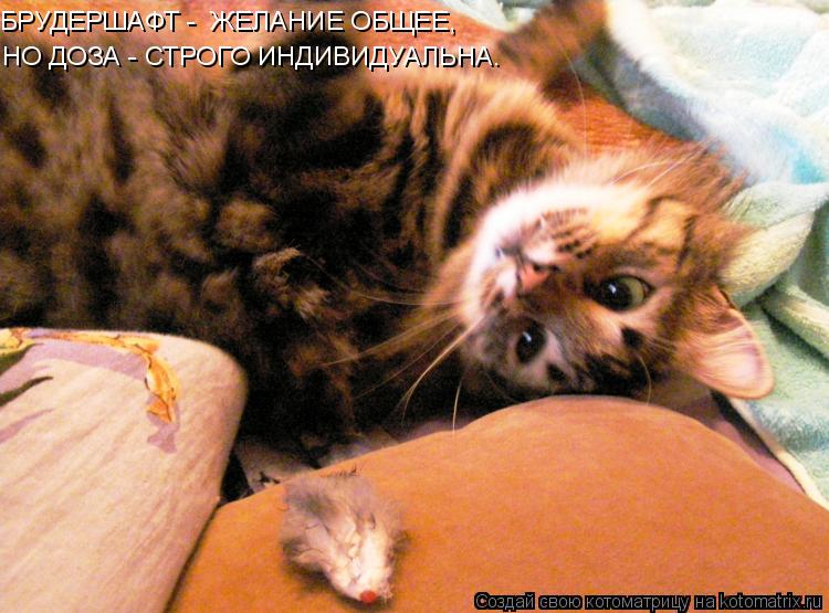 НО ДОЗА - СТРОГО ИНДИВИДУАЛЬНА. БРУДЕРШАФТ - ЖЕЛАНИЕ ОБЩЕЕ,... Котоматрица: НО ДОЗА - СТРОГО ИНДИВИДУАЛЬНА. БРУДЕРШАФТ - ЖЕЛАНИЕ ОБЩЕЕ,