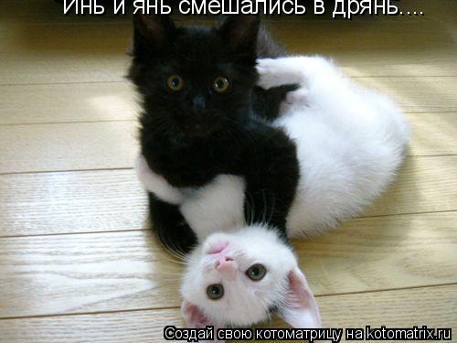 Инь и янь смешались в дрянь....... Котоматрица: Инь и янь смешались в дрянь....