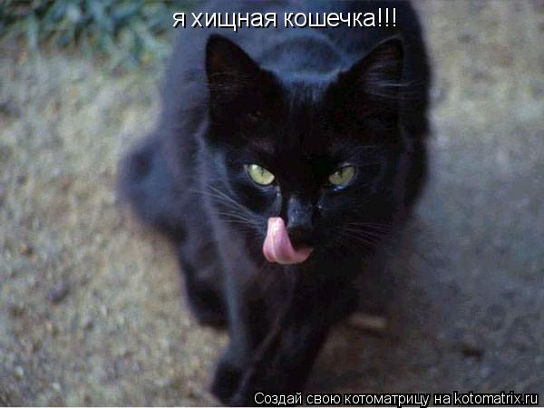 я хищная кошечка!!! я хищная кошечка!!!... Котоматрица: я хищная кошечка!!! я хищная кошечка!!!