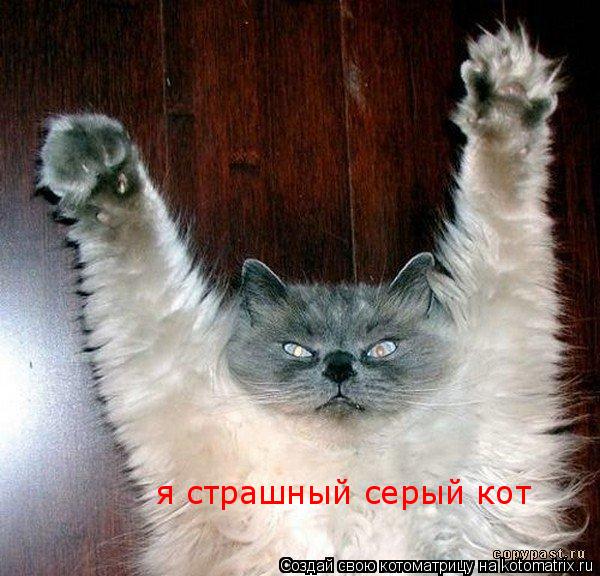 я страшный серый кот... Котоматрица: я страшный серый кот
