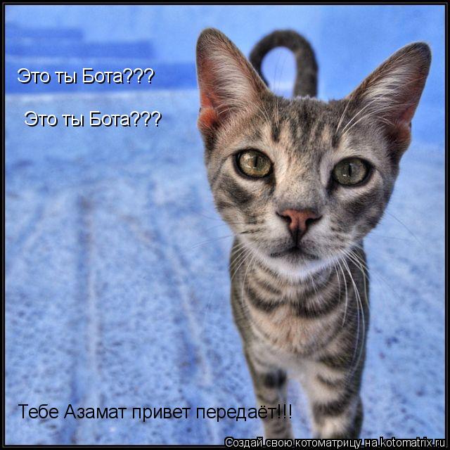 Это ты Бота??? Это ты Бота??? Тебе Азамат привет передаёт!!!... Котоматрица: Это ты Бота??? Это ты Бота??? Тебе Азамат привет передаёт!!!