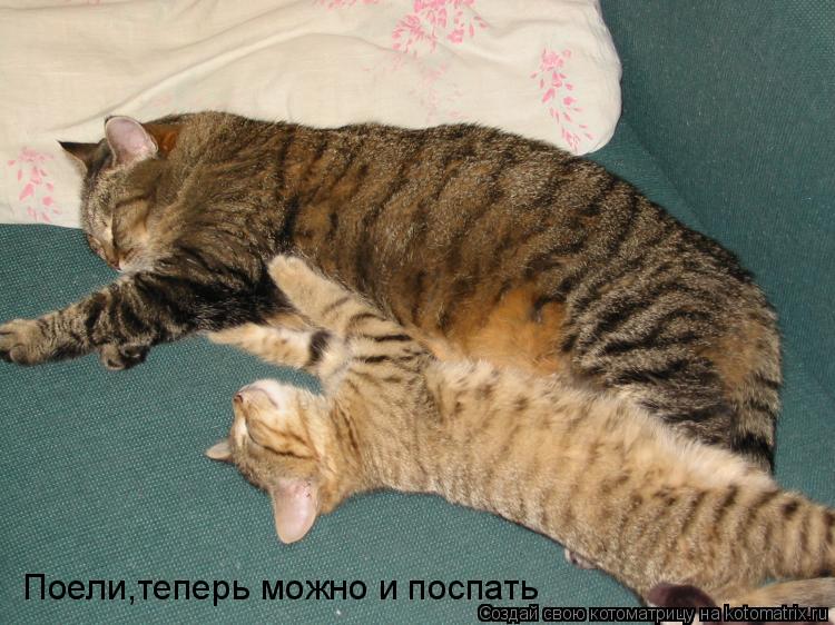 Поели,теперь можно и поспать... Котоматрица: Поели,теперь можно и поспать
