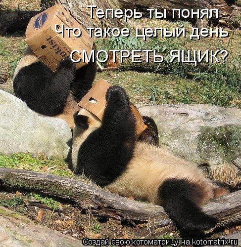 Теперь ты понял Что такое целый день СМОТРЕТЬ ЯЩИК?... Котоматрица: Теперь ты понял Что такое целый день СМОТРЕТЬ ЯЩИК?