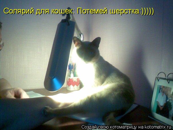 Солярий для кошек: Потемей шерстка:)))))... Котоматрица: Солярий для кошек: Потемей шерстка:)))))
