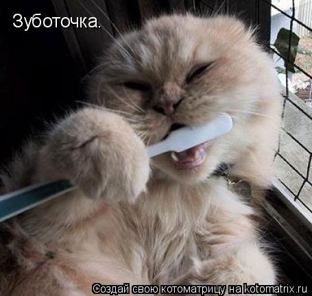 Зуботочка.... Котоматрица: Зуботочка.