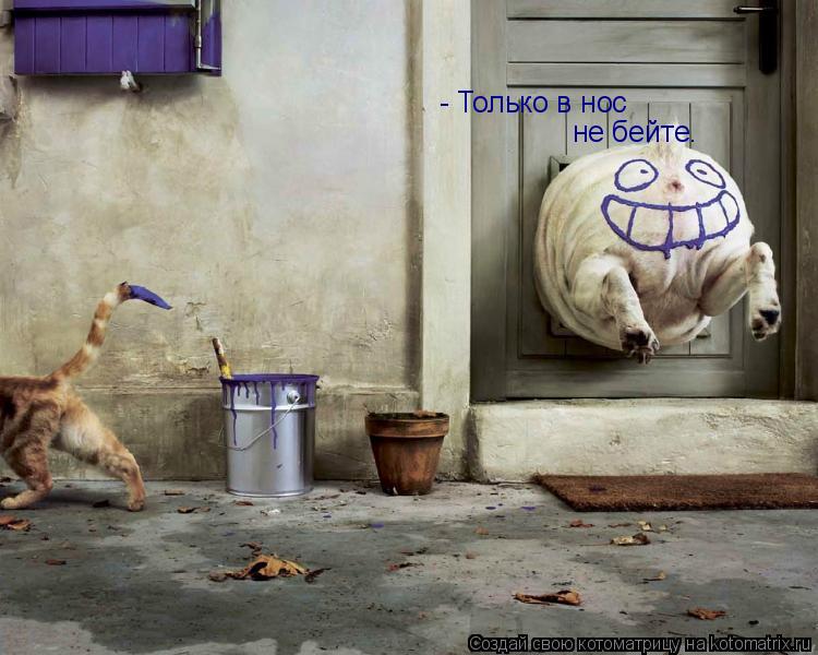 - Только в нос не бейте.... Котоматрица: - Только в нос не бейте.