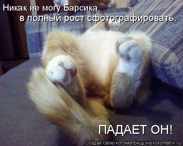 Никак не могу Барсика в полный рост сфотографировать. ПАДАЕТ ОН!... Котоматрица: Никак не могу Барсика в полный рост сфотографировать. ПАДАЕТ ОН!