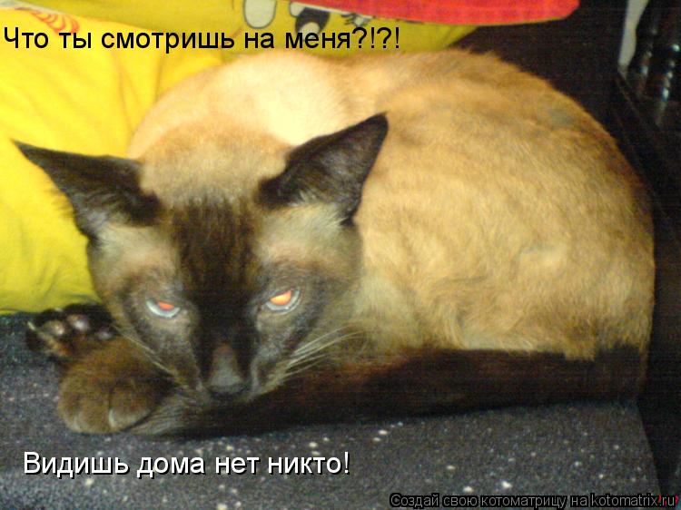 Что ты смотришь на меня?!?! Видишь дома нет никто!... Котоматрица: Что ты смотришь на меня?!?! Видишь дома нет никто!