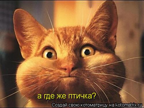 а где же птичка?... Котоматрица: а где же птичка?