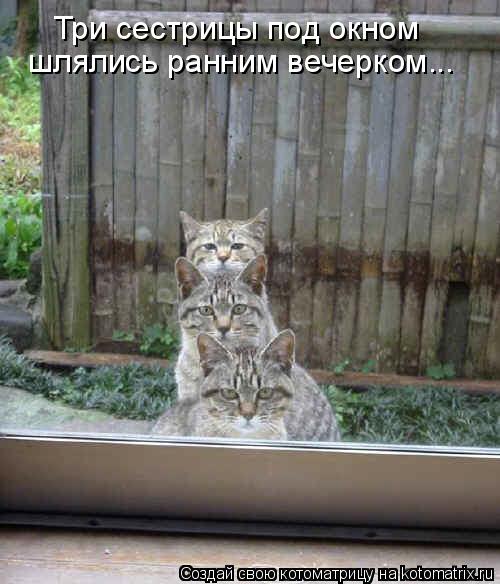 Три сестрицы под окном шлялись ранним вечерком...... Котоматрица: Три сестрицы под окном шлялись ранним вечерком...