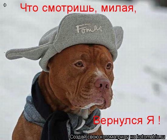Что смотришь, милая, Вернулся Я !... Котоматрица: Что смотришь, милая, Вернулся Я !